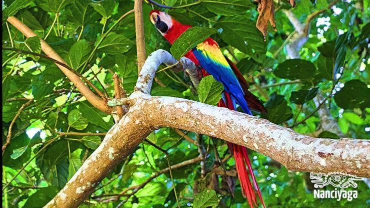 Cabanas Ixaya Catemaco Exteriér fotografie